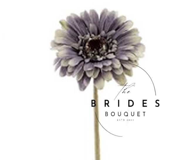 dusty lilac gerbera
